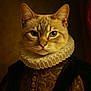 Stella participe au concours pour gagner de l'argent avec cette photo : animal, brown, cat, close_up, costume, dark_background, ears, face, feline, fur, gold, historical_clothing, luxury, mammal, pet, portrait, renaissance, ruffled_collar, serious_expression, whiskers