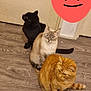 Stella a rejoint le concours — aidez-le/la à gagner de superbes lots ! cat, black_cat, siamese_cat, orange_tabby, floor, wood_floor, cardboard_scratch_pad, door, indoor, pet, feline, animal, three_cats, sitting, looking_away, looking_at_camera, heart_emoji, wall, fur, whiskers