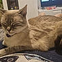 Stella a rejoint le concours — aidez-le/la à gagner de superbes lots ! cat, resting, lap, indoor, furniture, television, home, cozy, relaxed, animal, pet, whiskers, sleeping, domestic, beige, fur, ears, paw, tail, closeup