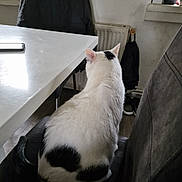 Flocon a rejoint le concours — aidez-le/la à gagner de superbes lots ! cat, white_cat, black_spots, chair, table, phone, jacket, window, radiator, shoes, indoor, floor, wall, home, furniture, pet, domestic, sitting, back_view, quiet