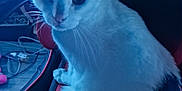 Flocon participe au concours pour gagner de l'argent avec cette photo : cat, white_cat, black_spots, red_chair, hand, pet, indoor, feline, animal, seated, closeup, looking, curious, soft_light, blue_tone, fur, whiskers, paw, cozy, domestic