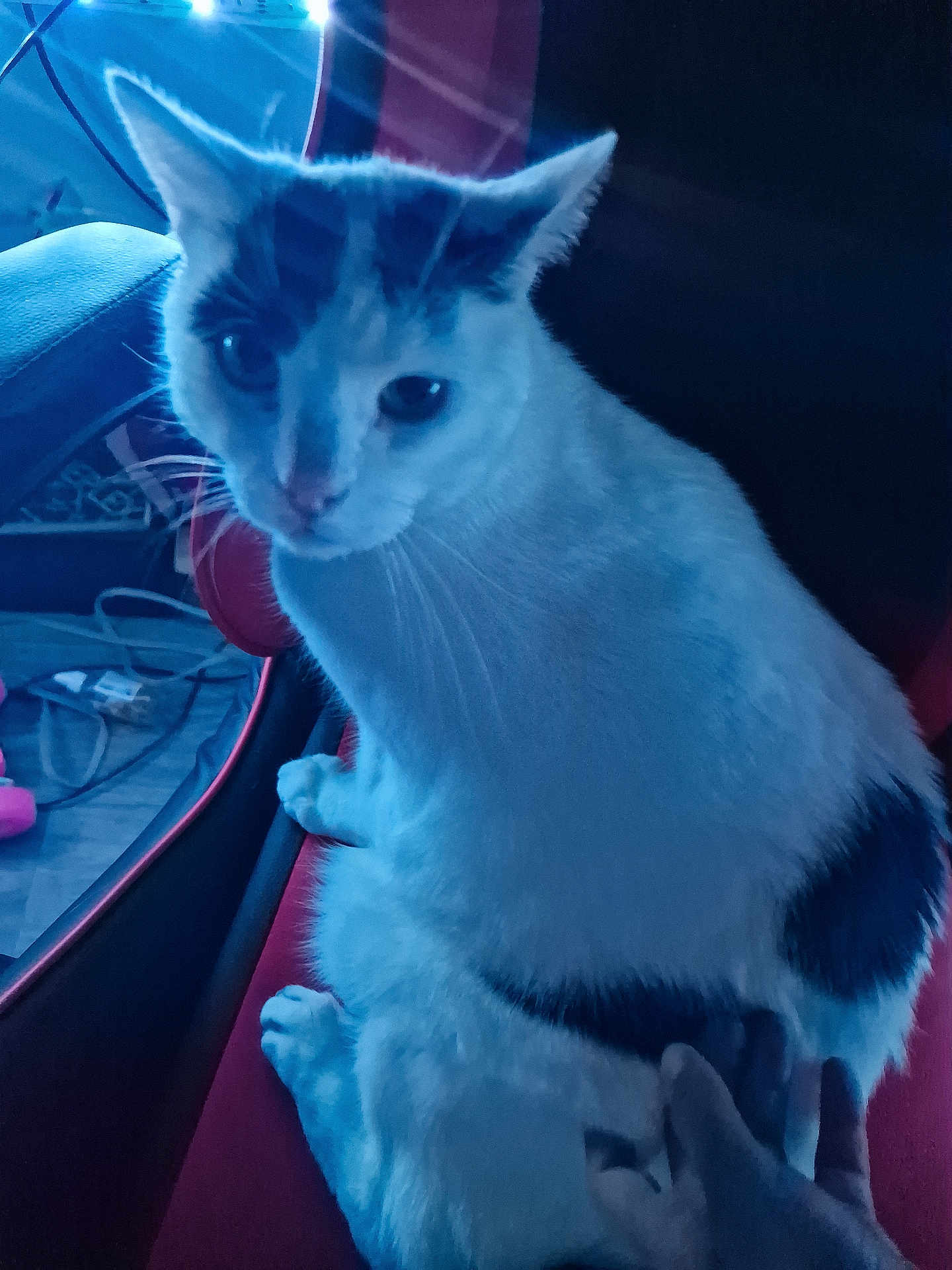 Flocon participe au concours pour gagner de l'argent avec cette photo : cat, white_cat, black_spots, red_chair, hand, pet, indoor, feline, animal, seated, closeup, looking, curious, soft_light, blue_tone, fur, whiskers, paw, cozy, domestic