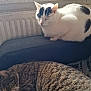 Flocon participe au concours pour gagner de l'argent avec cette photo : cat, tabby_cat, white_cat, sleeping, resting, indoor, window, cushion, blanket, pet, feline, fur, animal, cozy, relaxed, domestic, sunlight, nap, two_cats, black_spots