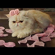 Smush joined the competition — help win amazing prizes! cat, fluffy, cream_color, pink_roses, flower_petals, grumpy_expression, indoor, table, decorative, pet, cute, animal, soft_fur, relaxed, closeup, domestic_cat, mood, head_accessory, still_life, cozy