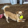dog, small_dog, tennis_ball, carpet, indoor, brown_carpet, playful, pet, animal, toy, pink_shoe, laundry_basket, floor, ears, tail, cute, mouth, looking, front_paws, household