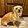 Roxie