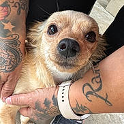 Roxie joined the competition — help win amazing prizes! dog, small_dog, tan_dog, pet, closeup, tattoo, hand, paw, watch, shoe, outdoor, concrete, cute, animal, furry, face, looking, holding, person, casual