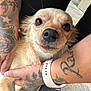 dog, small_dog, tan_dog, pet, closeup, tattoo, hand, paw, watch, shoe, outdoor, concrete, cute, animal, furry, face, looking, holding, person, casual