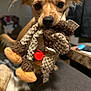 dog, toy, plush_toy, indoor, close_up, pet, cute, animal, brown, small_dog, soft_toy, furniture, blanket, cozy, playful, pet_toy, focused, ears, nose, whiskers