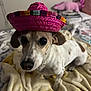 Harley is registered to the contest to win money with this photo: dog, small_dog, sombrero, hat, pet, blanket, indoor, bed, plush_toy, fur, cute, animal, looking_up, brown_and_white, ears, soft_lighting, cozy, portrait, domestic_animal, funny