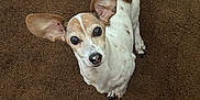 Harley joined the competition — help win amazing prizes! dog, small_dog, brown_carpet, looking_up, ears, pet, animal, floor, indoor, curious, white_and_brown, paw, canine, fur, snout, black_nose, cute, domestic_animal, companion, shoe