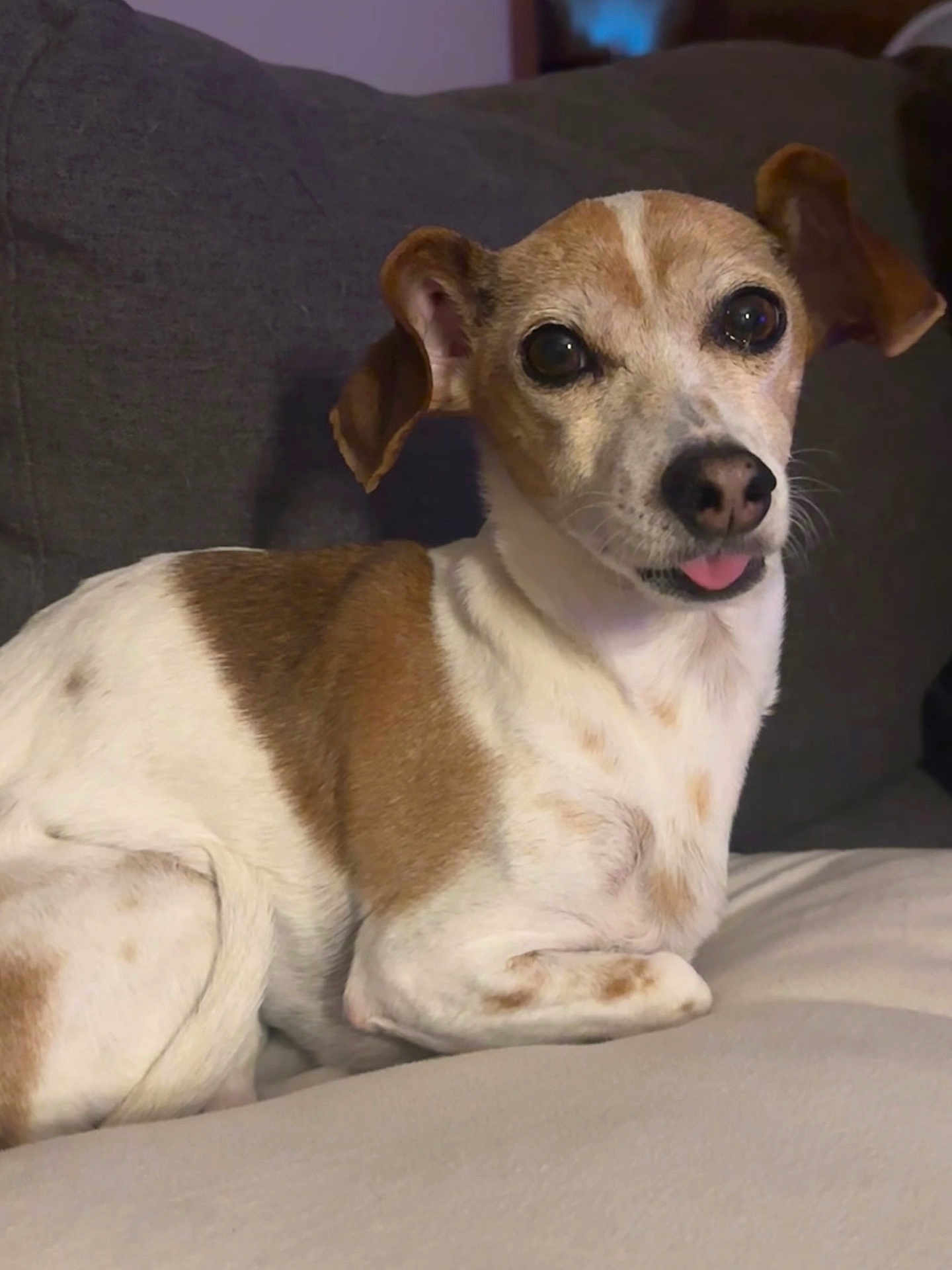 Harley is registered to the contest to win money with this photo: dog, small_dog, brown_and_white, tongue_out, couch, indoor, pet, animal, cute, resting, comfortable, canine, fur, ears, expression, close_up, domestic_animal, companion, friendly, relaxed