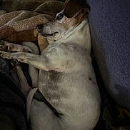 Harley joined the competition — help win amazing prizes! dog, blanket, resting, cozy, indoor, pet, fur, sleepy, couch, relaxed, brown, white, animal, companion, side_view, paw, domestic, cute, quiet, snuggle
