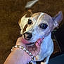 Harley joined the competition — help win amazing prizes! dog, pet, hand, licking, bracelet, nails, closeup, brown_carpet, cute, small_dog, affection, animal, domestic_animal, ear, fur, snout, paw, indoor, companion, friendly