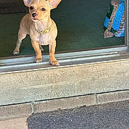 Pedro joined the competition — help win amazing prizes! dog, small_dog, chihuahua, pet, animal, ears, collar, gold_collar, indoor, threshold, carpet, concrete, wild_bird_seed, doorway, standing, looking_away, cute, domestic_animal, floor_mat, household
