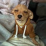 Pedro joined the competition — help win amazing prizes! dog, puppy, hoodie, clothing, blanket, jewelry, chain, pet, indoor, cozy, fur, ears, small_dog, sitting, cute, brown, fabric, resting, animal, portrait