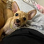 dog, puppy, small_dog, ear, tongue, necklace, bed, blanket, fur, cute, pet, animal, indoor, resting, companion, closeup, soft, expression, adorable, laying
