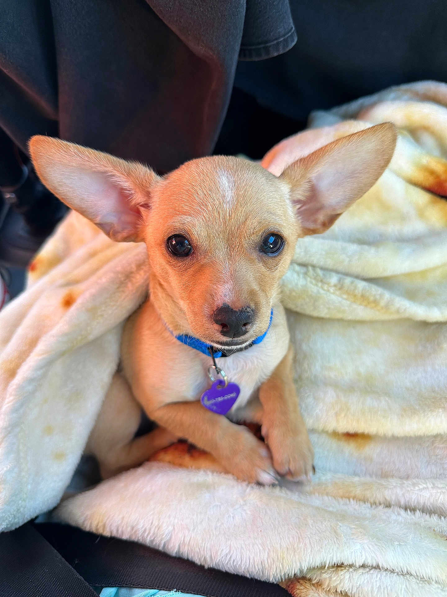 Pedro is registered to the contest to win money with this photo: puppy, dog, blanket, cute, animal, pet, ears, collar, tag, fur, snuggled, cozy, soft, indoors, closeup, brown, small, cute_animal, portrait, companion