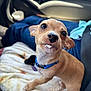 Pedro joined the competition — help win amazing prizes! puppy, dog, car_interior, blanket, blue_collar, seatbelt, cute, small_dog, pet, animal, car_seat, closeup, young_dog, tan_fur, whiskers, looking_up, indoor, domestic_animal, companion, adorable