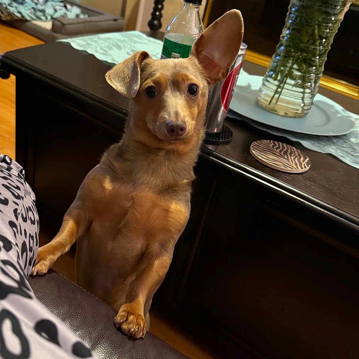 Peanut joined the competition — help win amazing prizes! dog, small_dog, curious, indoor, living_room, table, flowers, vase, sofa, leather_sofa, can, water_bottle, paws, ears, brown_dog, wooden_floor, blanket, window_blinds, cozy, pet