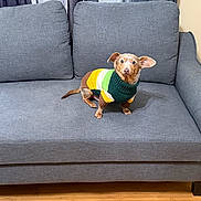 Peanut joined the competition — help win amazing prizes! alert, animal, brown_dog, clothing, colorful, companion, cozy, cute, dog, domestic_animal, furniture, gray_couch, indoor, pet, portrait, seated, small_dog, striped, sweater, wooden_floor