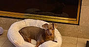 Peanut joined the competition — help win amazing prizes! animal, brown_dog, calm, comfort, cozy, cute, dog, domestic, ears, fireplace, fur, home, indoor, mammal, pet_bed, quiet, relaxing, resting, small_dog, tile_floor