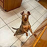 Peanut joined the competition — help win amazing prizes! alert, animal, brown_dog, cabinet, companion, curious, cute, dog, domestic, ears_up, hind_legs, indoor, kitchen, looking_up, pet, small_dog, standing, tail, tile_floor, wooden_cabinet
