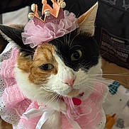Stacey Star is registered to the contest to win money with this photo: adorable, animal, calico_cat, cat, close_up, costume, crown, cute, domestic_cat, ears, face, feline, fur, indoor, lace, pet, pink, portrait, ribbon, whiskers