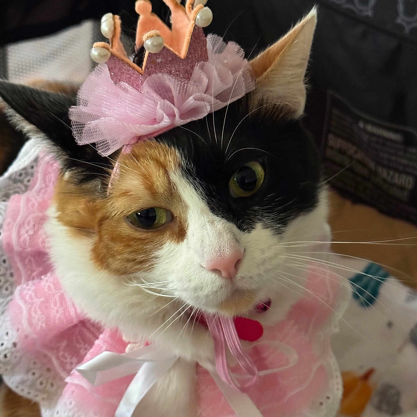 Stacey Star is registered to the contest to win money with this photo: adorable, animal, calico_cat, cat, close_up, costume, crown, cute, domestic_cat, ears, face, feline, fur, indoor, lace, pet, pink, portrait, ribbon, whiskers