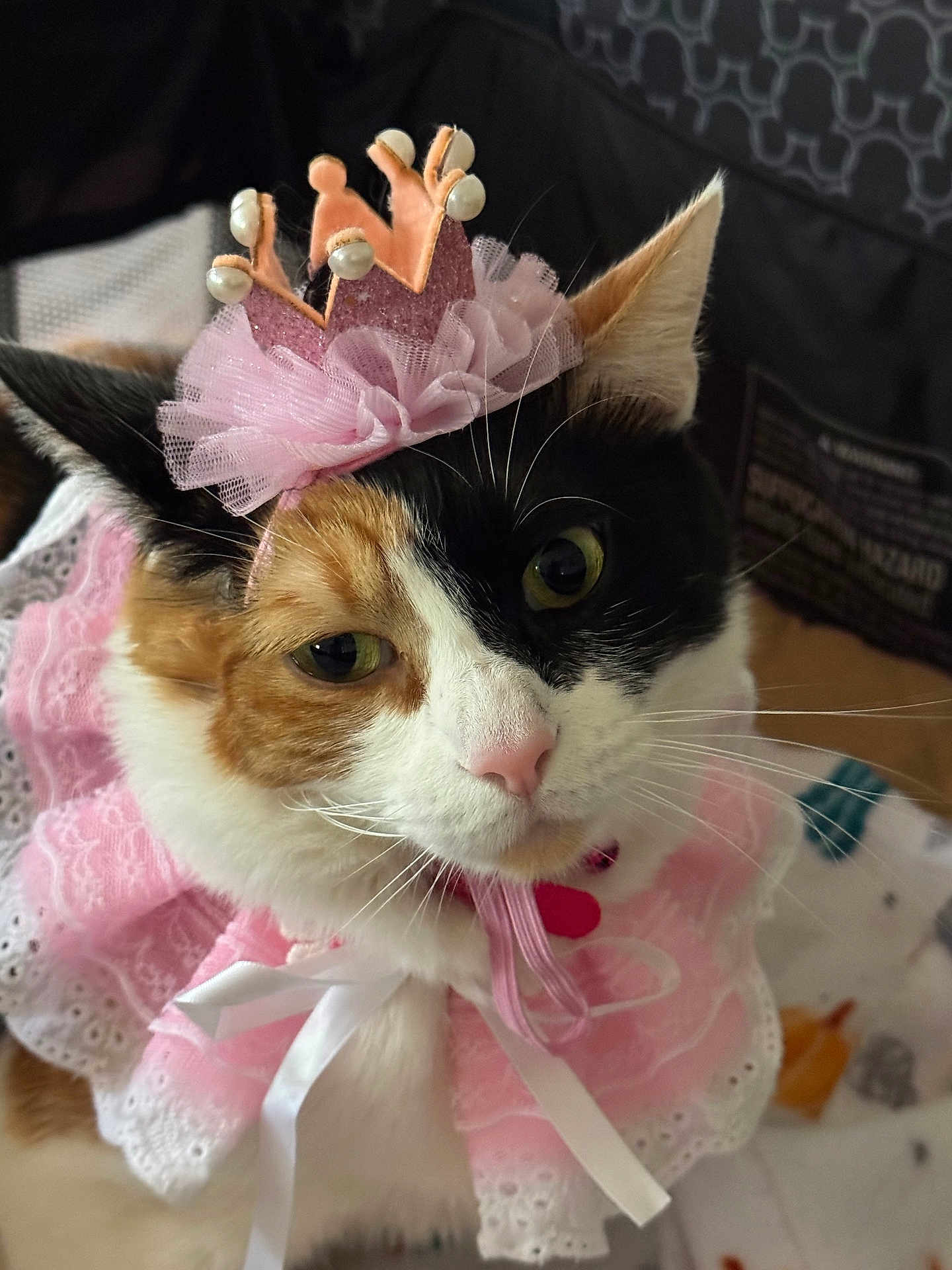 Stacey Star is registered to the contest to win money with this photo: adorable, animal, calico_cat, cat, close_up, costume, crown, cute, domestic_cat, ears, face, feline, fur, indoor, lace, pet, pink, portrait, ribbon, whiskers