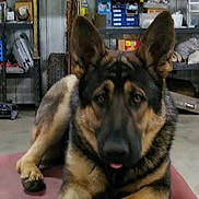 Xena joined the competition — help win amazing prizes! dog, german_shepherd, animal, pet, indoor, workshop, garage, red_surface, laying_down, ears_up, paw, tongue_out, shelving, boxes, tools, concrete_floor, furniture, storage, canine, relaxed