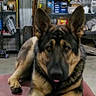 dog, german_shepherd, animal, pet, indoor, workshop, garage, red_surface, laying_down, ears_up, paw, tongue_out, shelving, boxes, tools, concrete_floor, furniture, storage, canine, relaxed