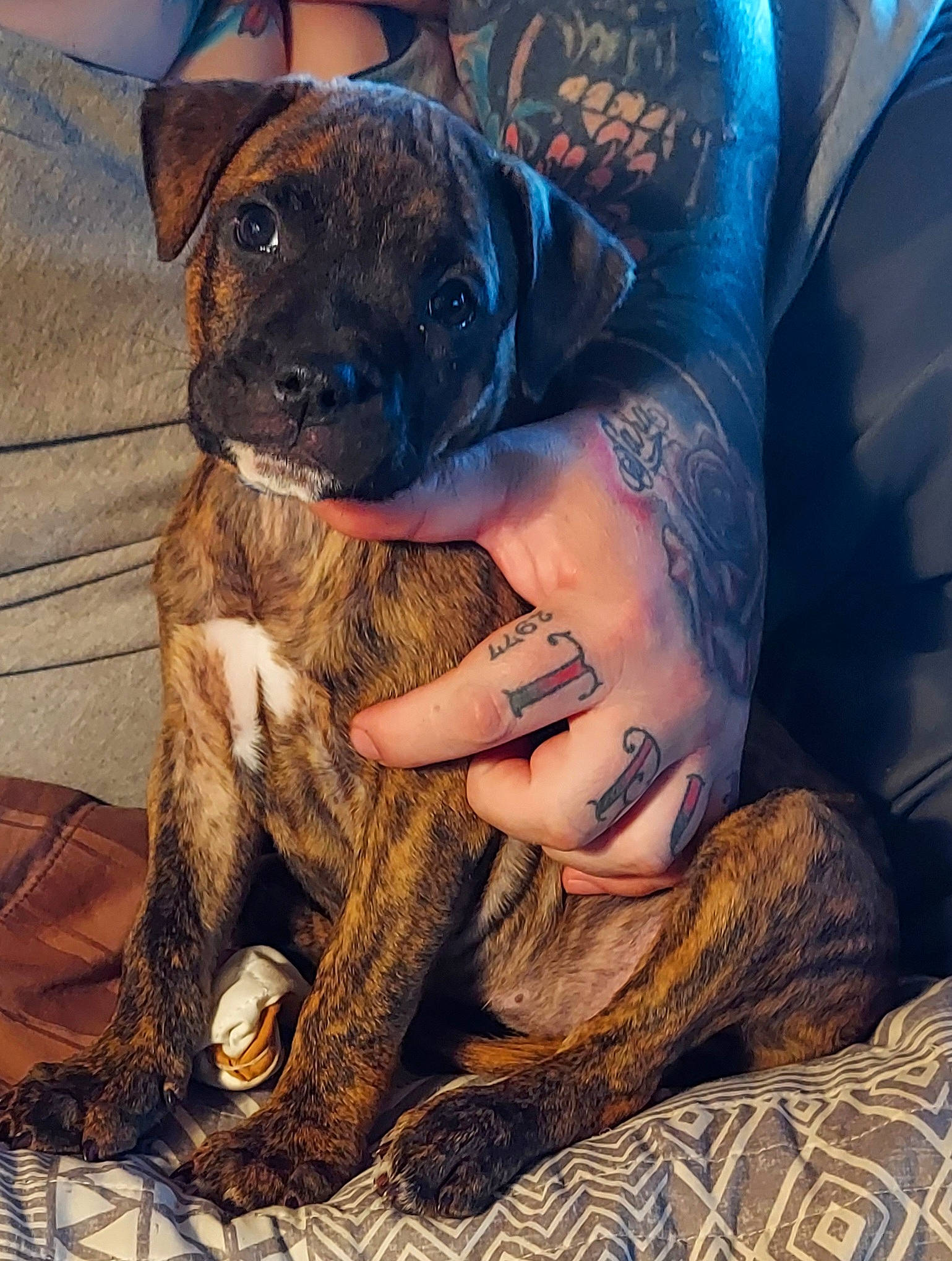 Brooklynn is registered to the contest to win money with this photo: carnivore, comfort, companion_dog, dog, dog_breed, fawn, flesh, fur, guard_dog, molosser, non_sporting_group, snout, sporting_group, toy_dog, working_animal, working_dog