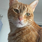 Cooper joined the competition — help win amazing prizes! alert, animal, cat, close_up, cute, domestic_cat, ears, feline, fur, green_eyes, household, indoor, looking_away, mammal, orange_tabby, pet, portrait, soft_light, wall, whiskers