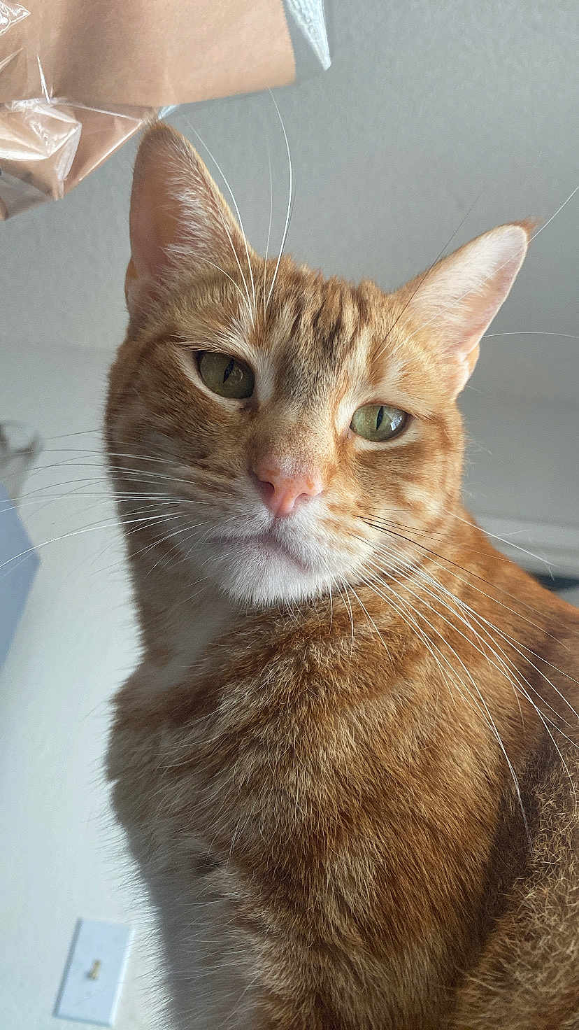 Cooper