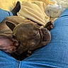 animal, blanket, blue_jeans, canine, cozy, cute, dog, ear, french_bulldog, fur, indoor, jeans, lap, paw, pet, puppy, relaxation, resting, sleeping, snuggle
