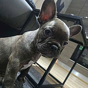 Chanel a rejoint le concours — aidez-le/la à gagner de superbes lots ! french_bulldog, puppy, dog, indoor, curious, ears, pet, floor, rug, furniture, table, home, cozy, close_up, brown, small_dog, animal, domestic, cute, companionship