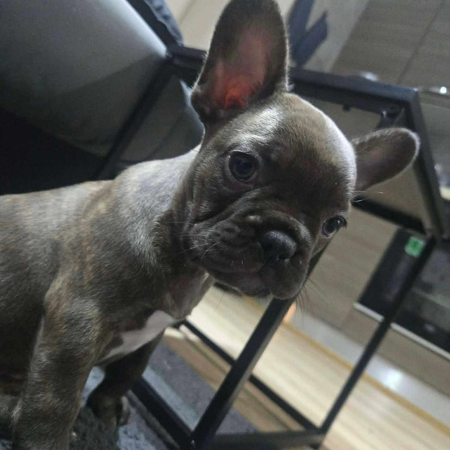 Chanel a rejoint le concours — aidez-le/la à gagner de superbes lots ! french_bulldog, puppy, dog, indoor, curious, ears, pet, floor, rug, furniture, table, home, cozy, close_up, brown, small_dog, animal, domestic, cute, companionship