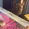 animal_face, brown, chair, closeup, colorful, crafting_materials, curious, cute, dog, domestic_animal, ears, french_bulldog, furniture, indoor, lighting, pet, puppy, small_dog, table, wood