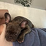 blanket, comfort, couch, cozy, decoration, dog, ears, french_bulldog, fur, home, indoor, paw, person, pet, plants, relaxing, rest, shelf, sleeping, wall