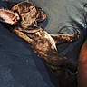 puppy, dog, sleeping, brindle, ear, cushion, blue, resting, pet, animal, cute, cozy, fur, small, indoors, relaxing, peaceful, lying_down, snout, mammal