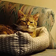 Starr joined the competition — help win amazing prizes! animal, cat, comfort, couch, cozy, domestic_cat, ears, fur, furniture, home, indoor, living_room, patterned, pet_bed, relaxed, resting, sleepy, striped, tabby, whiskers