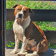 Guns a rejoint le concours — aidez-le/la à gagner de superbes lots ! animal, bench, brown_and_white, canine, companion, daylight, dog, domestic_animal, fence, fur, greenery, mammal, nature, outdoor, pet, porch, relaxed, shadow, sitting, sunlight