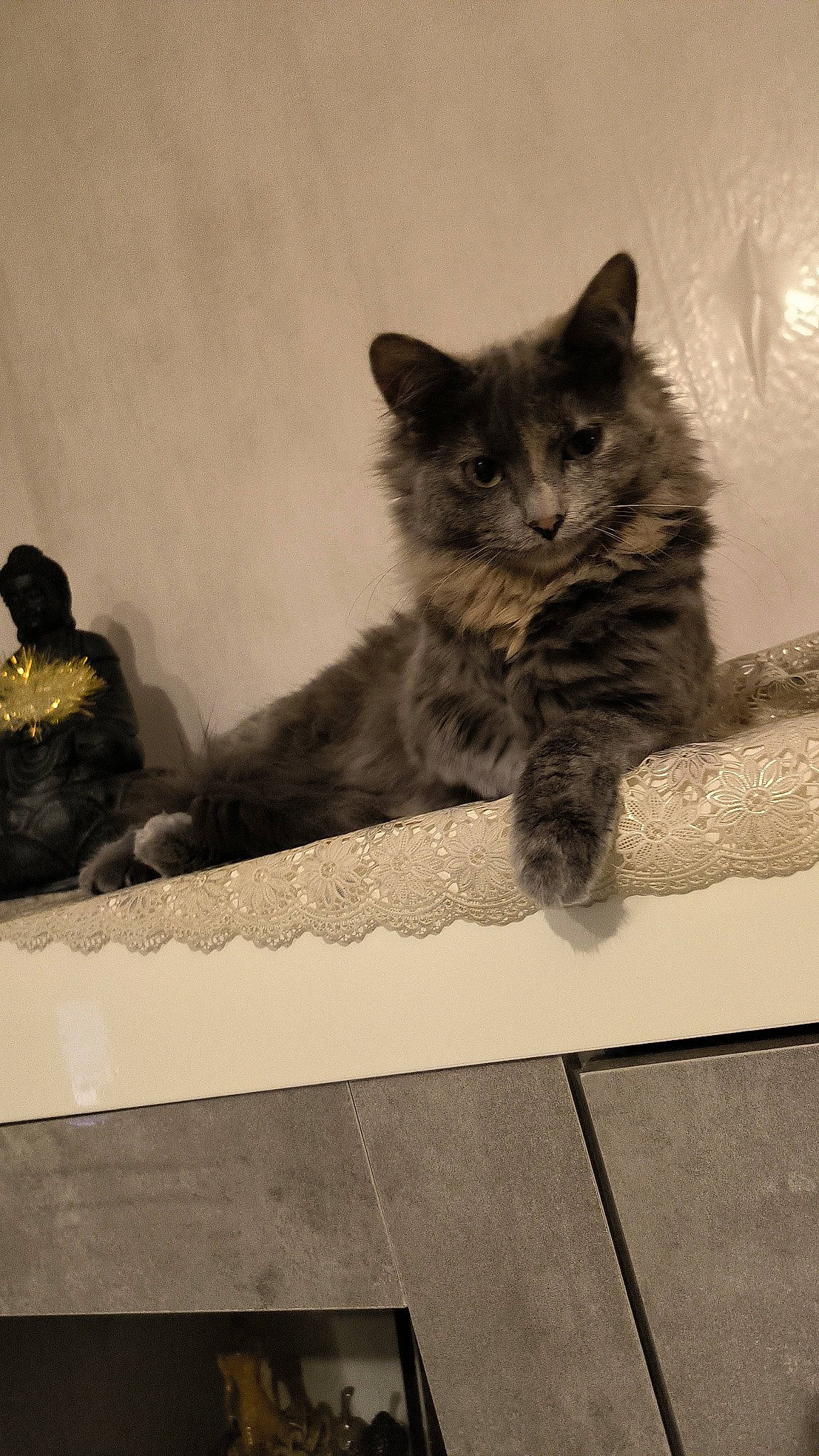 Nina a rejoint le concours — aidez-le/la à gagner de superbes lots ! carnivore, cat, claw, comfort, domestic_short_haired_cat, felidae, fur, grey, metal, monochrome, monochrome_photography, paw, rectangle, sitting, small_to_medium_sized_cats, snout, tail, whiskers, window, wood