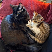 Nyx joined the competition — help win amazing prizes! cat, kitten, black_cat, tabby_cat, pets, animal, feline, couch, blanket, cozy, indoor, resting, fur, whiskers, ears, tail, closeup, cute, companionship, relaxing