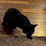Nyx joined the competition — help win amazing prizes! black_cat, cat, pet, animal, indoor, wooden_floor, carpet, feline, quiet, stealthy, domestic_cat, mammal, curious, four_legs, whiskers, ears, tail, shadow, home, flooring