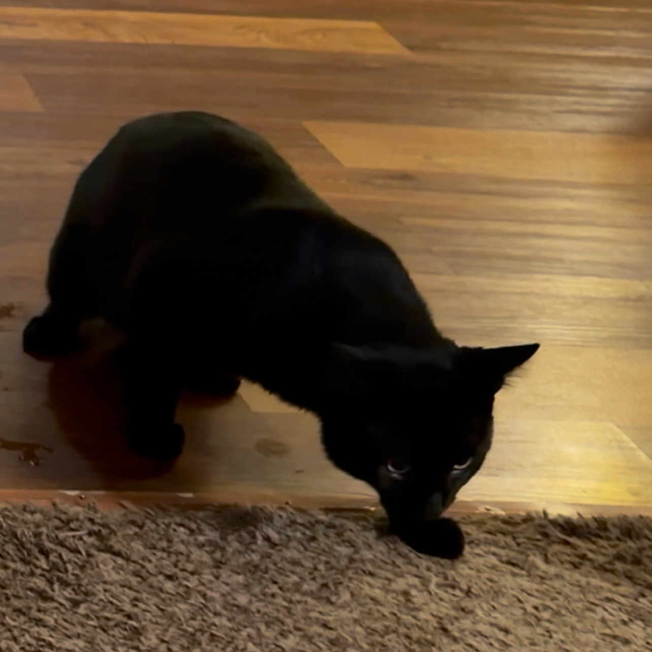 Nyx joined the competition — help win amazing prizes! black_cat, cat, pet, animal, indoor, wooden_floor, carpet, feline, quiet, stealthy, domestic_cat, mammal, curious, four_legs, whiskers, ears, tail, shadow, home, flooring