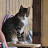 cat, tabby_cat, indoor, window, wood_paneling, person, denim_shorts, smartphone, sitting, shelf, natural_light, relaxed, domestic_cat, white_paws, feline, resting, casual, human_hand, legs, house