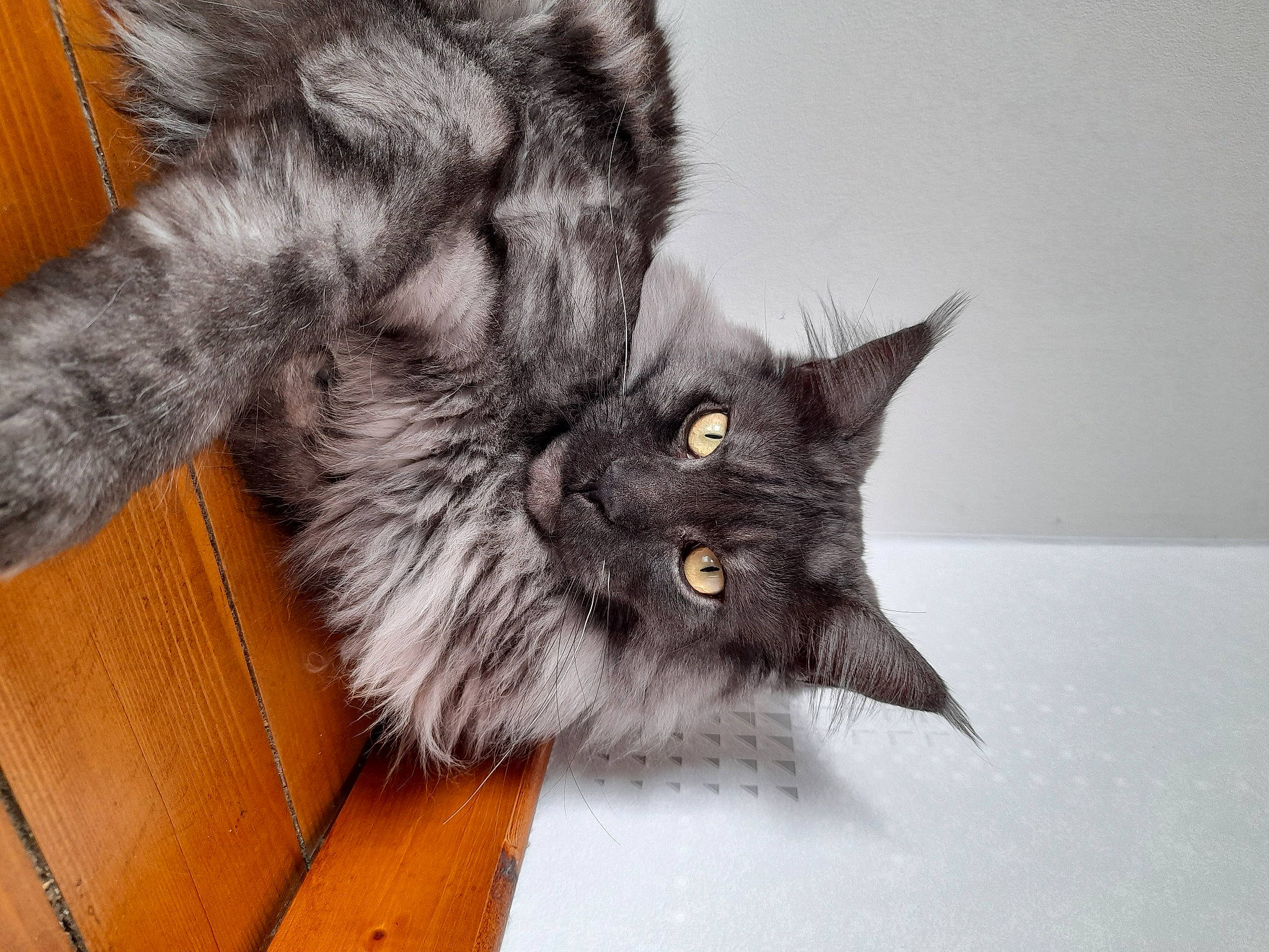 Rubis participe au concours pour gagner de l'argent avec cette photo : black_cat, carnivore, cat, claw, comfort, domestic_short_haired_cat, eye, felidae, fur, gesture, grey, hardwood, monochrome_photography, paw, small_to_medium_sized_cats, snout, tail, whiskers, wood