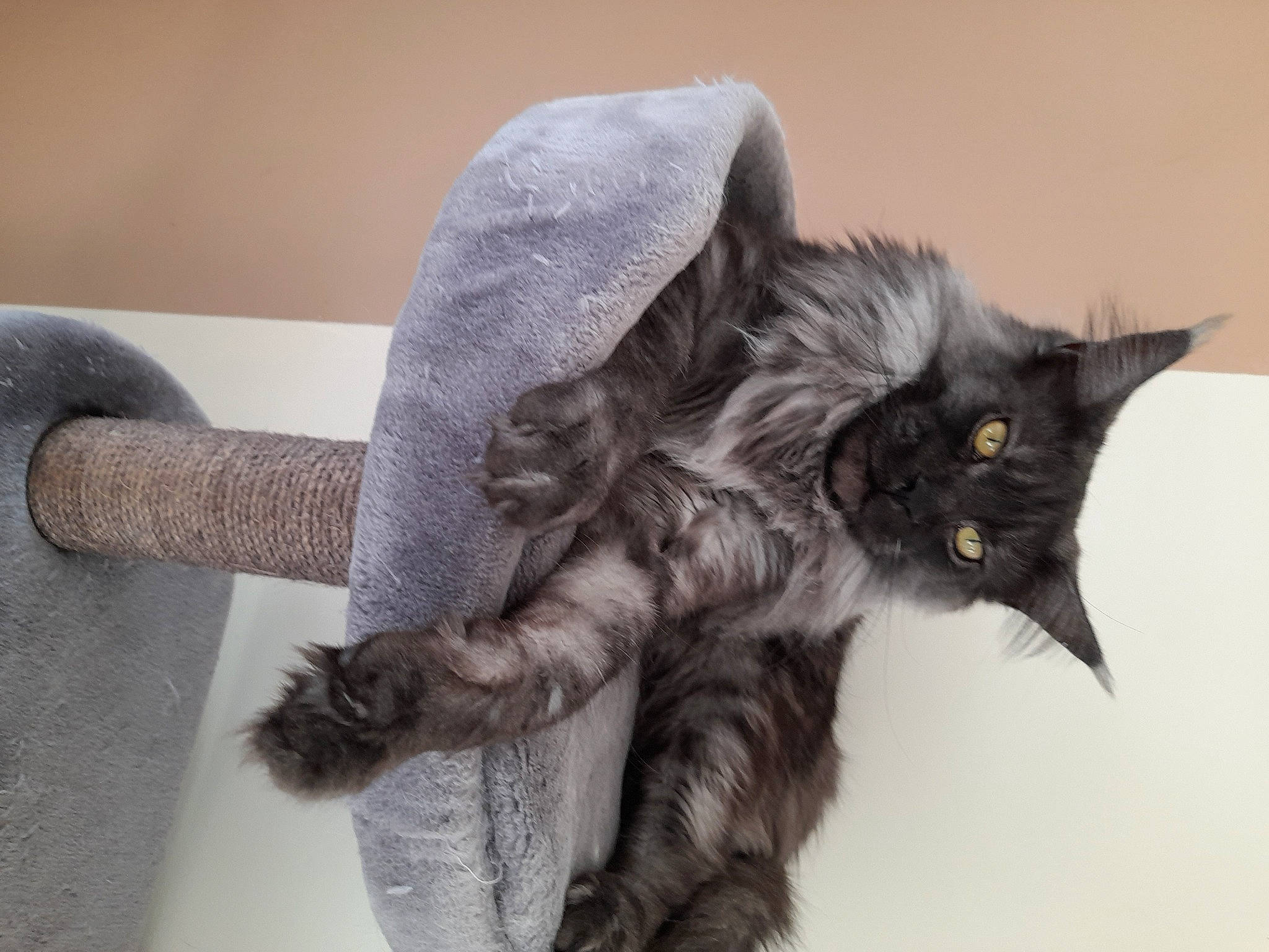 Rubis participe au concours pour gagner de l'argent avec cette photo : art, black_cat, carnivore, cat, cat_bed, cat_supply, cat_toy, claw, comfort, domestic_short_haired_cat, fashion_accessory, felidae, fur, grey, paw, small_to_medium_sized_cats, snout, tail, whiskers